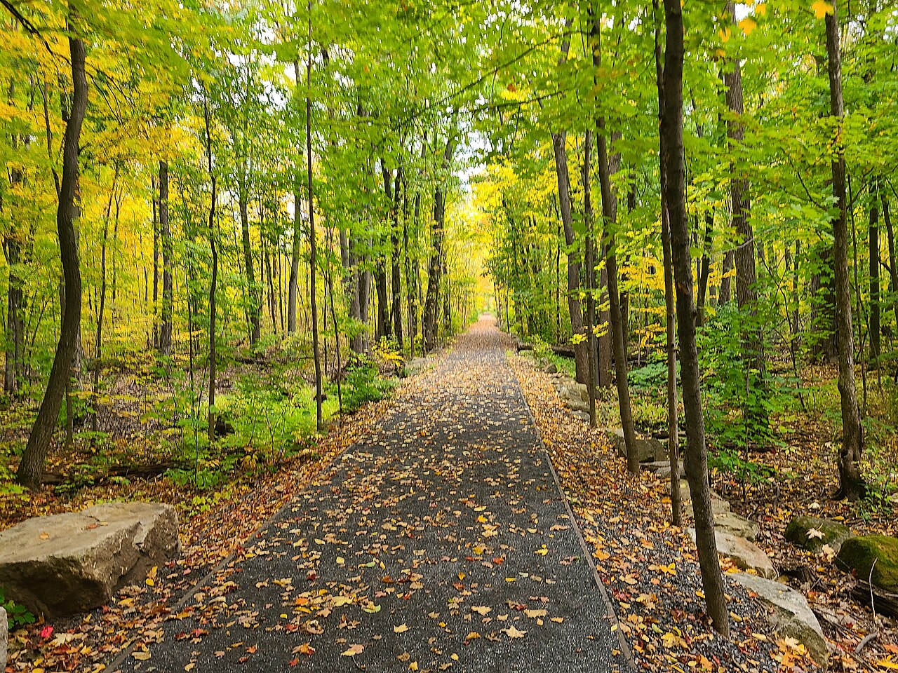 A forest trail in Bois-de-Saraguay nature park, Cartierville